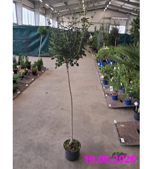 Syringa BLOOMERANG® 'Dark Purple' C 5 L